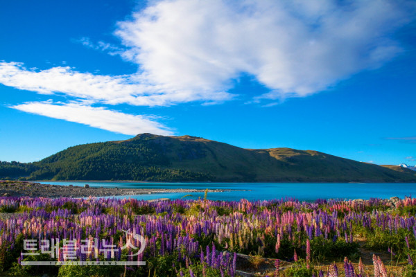 별빛과 아름다운 밀키 블루색을 띤 테카포 호수. ©Supplied
