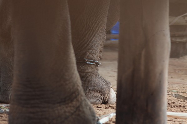 태국 및 아시아에서 코끼리쇼를 위해 1,300마리의 코끼리가 고통받고 있다. ⓒPixabay