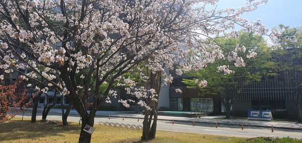 4월 9일 금요일 점심나절에 만난 카이스트의 겹벚나무